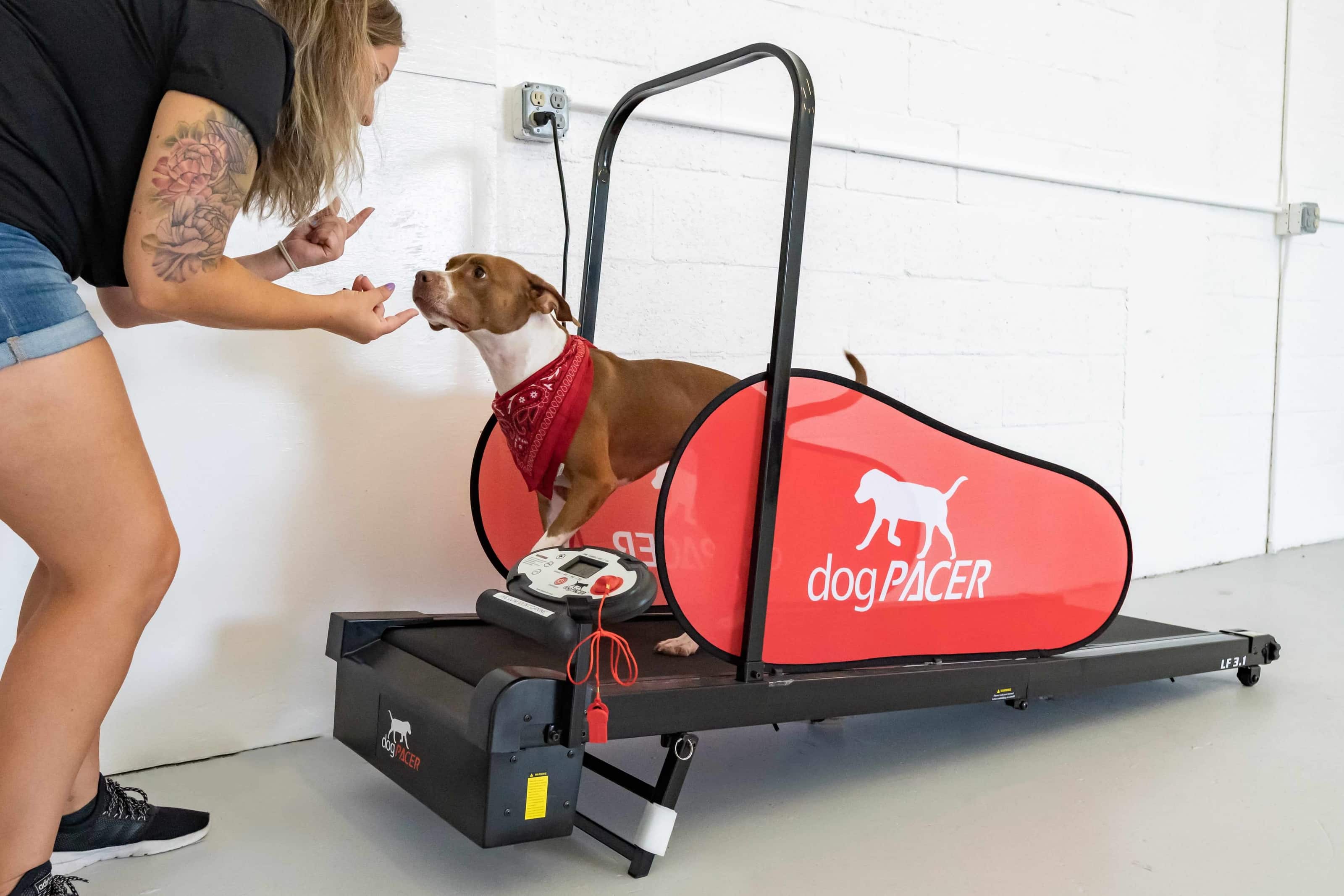 Dog Boarding West Palm Beach The Confident Canine